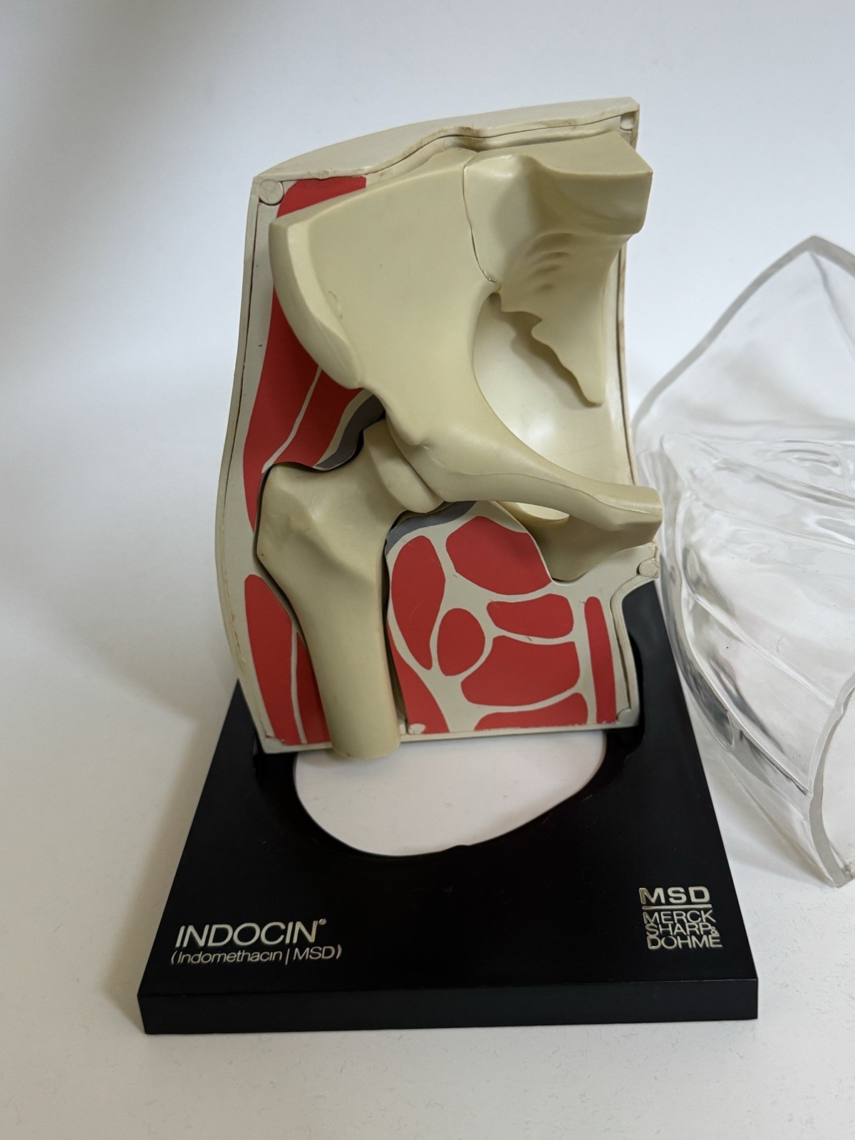 Merck MSD Advertising Model Hip Joint 1973 Anatomical Display Salesman