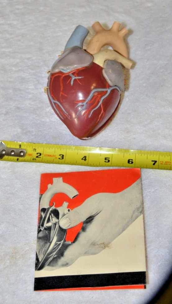 1960’s Merck Sharp Dohme Aldomet Heart Model Pharmaceutical Ad Methyldopa MSD