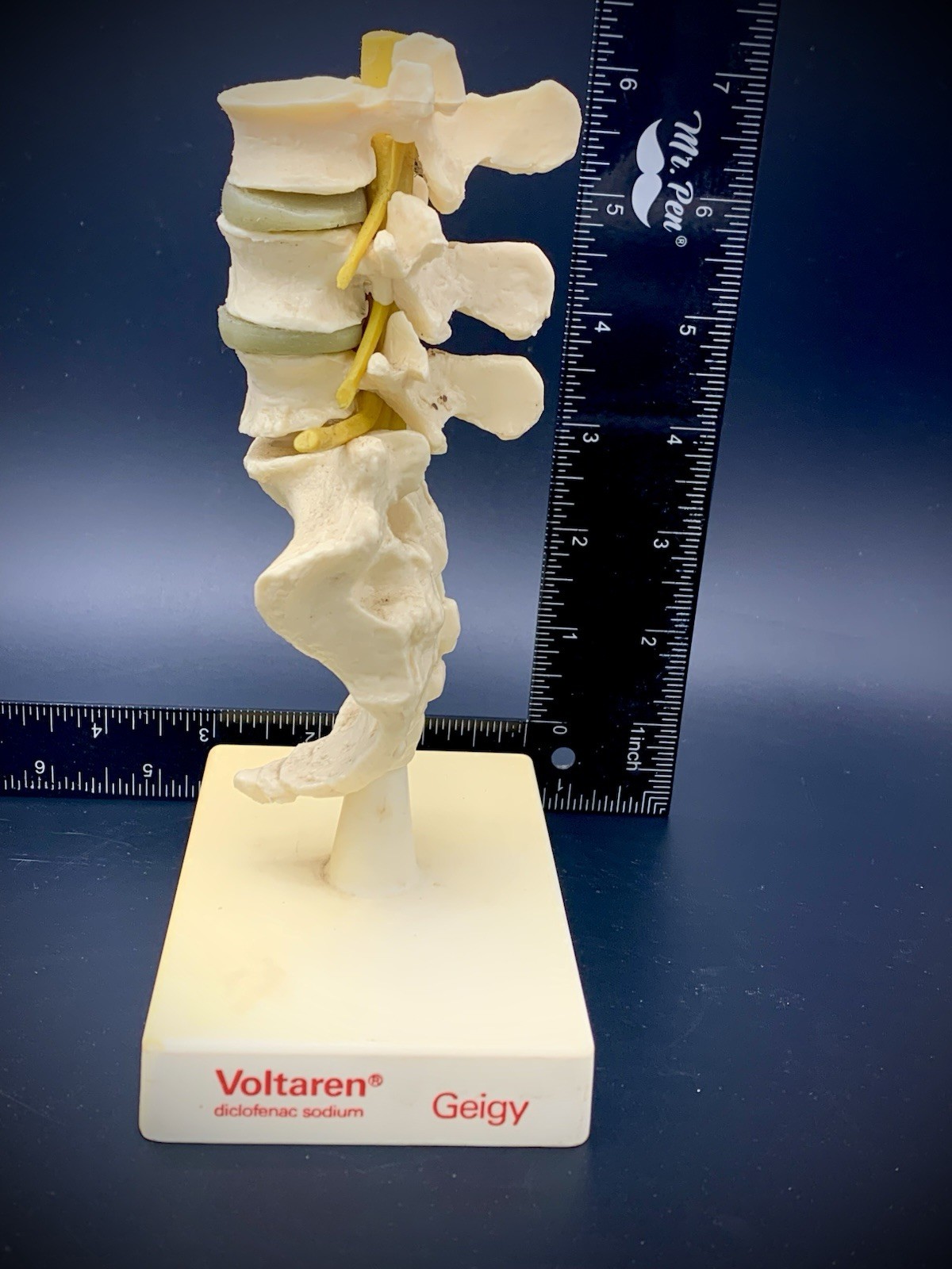 Rare Geigy Voltaren Medical Advertising Spine Model – Anatomical Lumbar/Sacrum