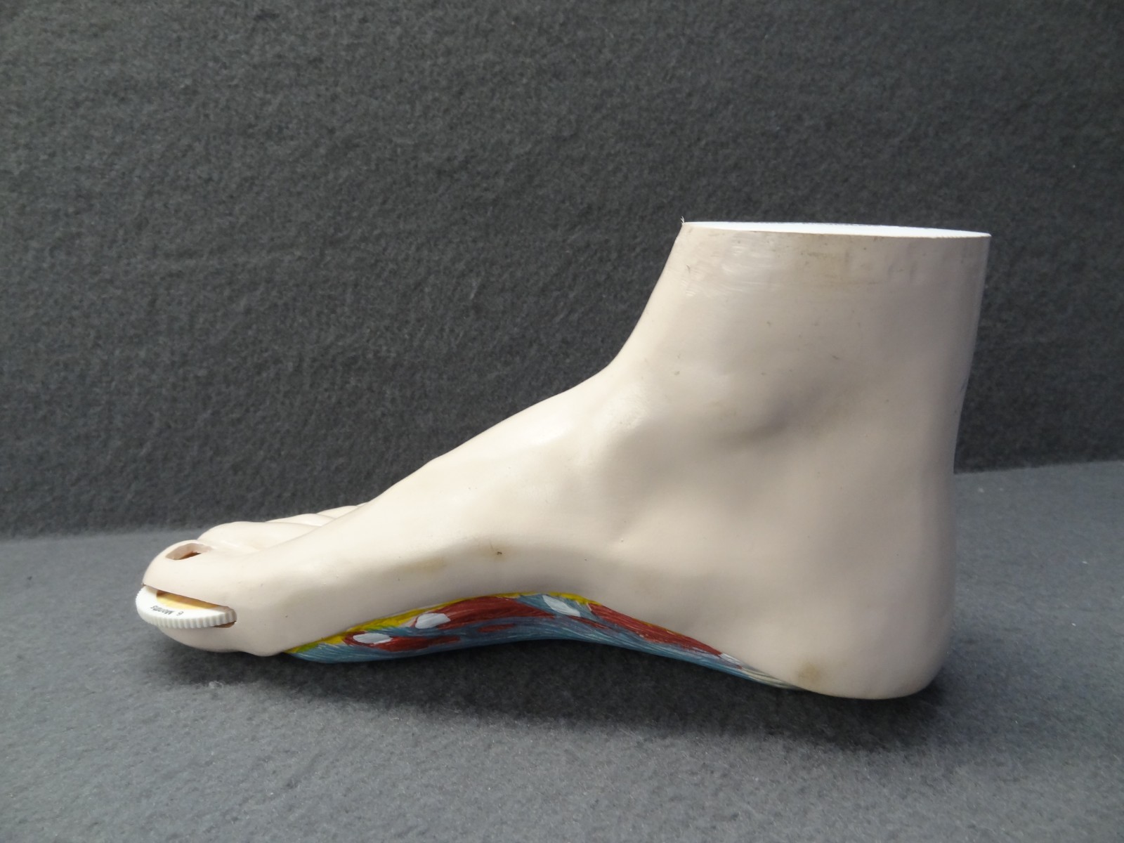 Janssen Sporanox Capsule Foot Display Model Prop Doctor Office Advertisement EUC