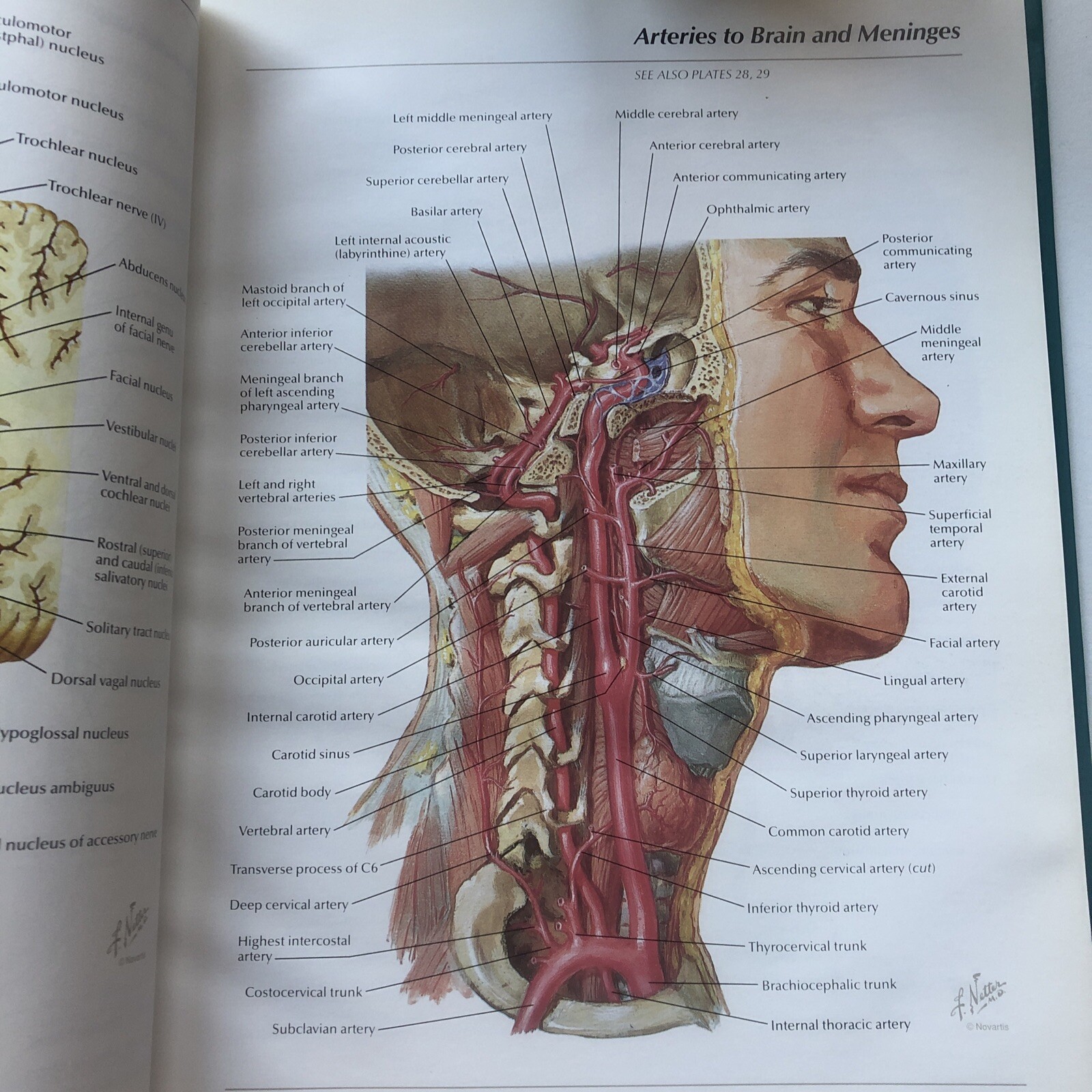 Pharmaceutical Norvatis Promo DIOVAN Cardiovascular Anatomy Hardcover Book