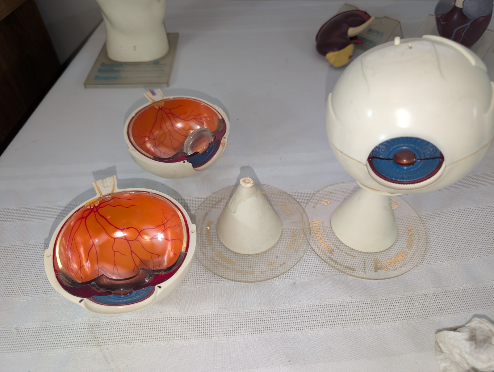1960s Merck Pharmaceutical Advertising Model “Aldomet Methyldopa” Eye Model
