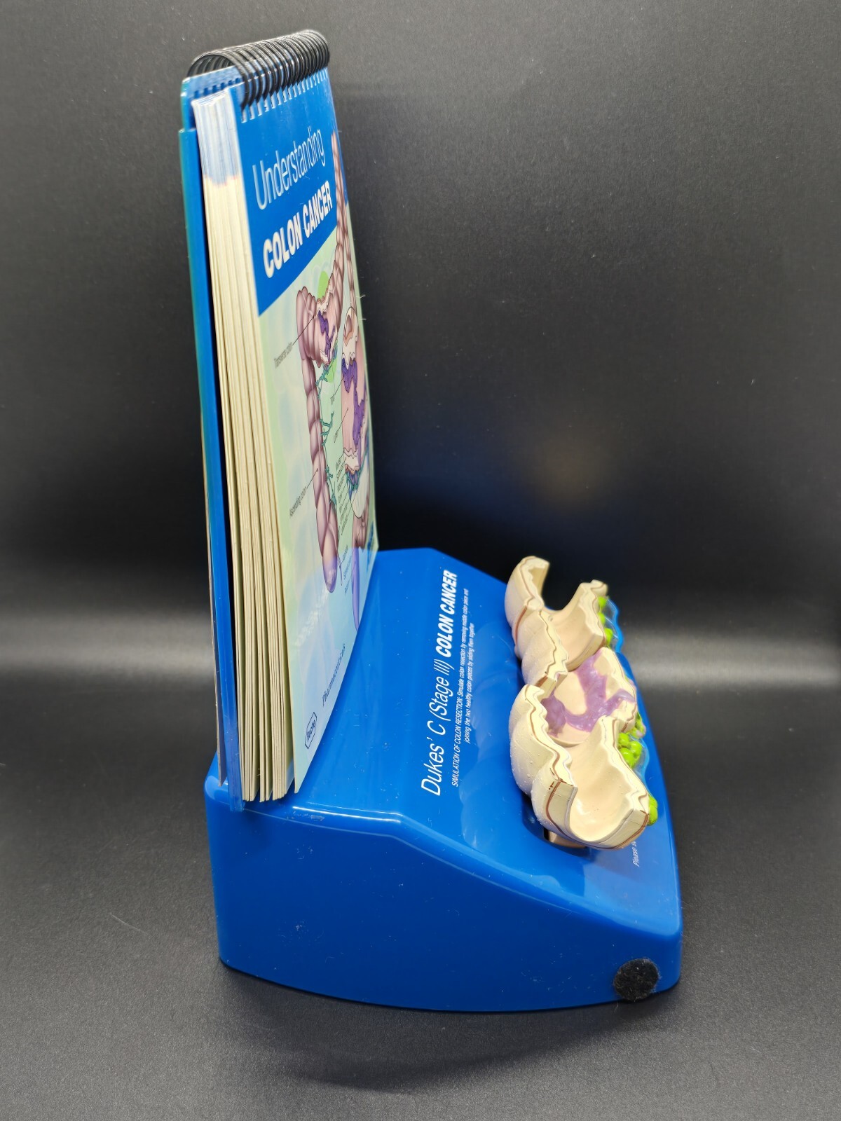 NIB Roche Pharmaceutical Xeloda Colon Cancer Anatomical Model & Chart Display