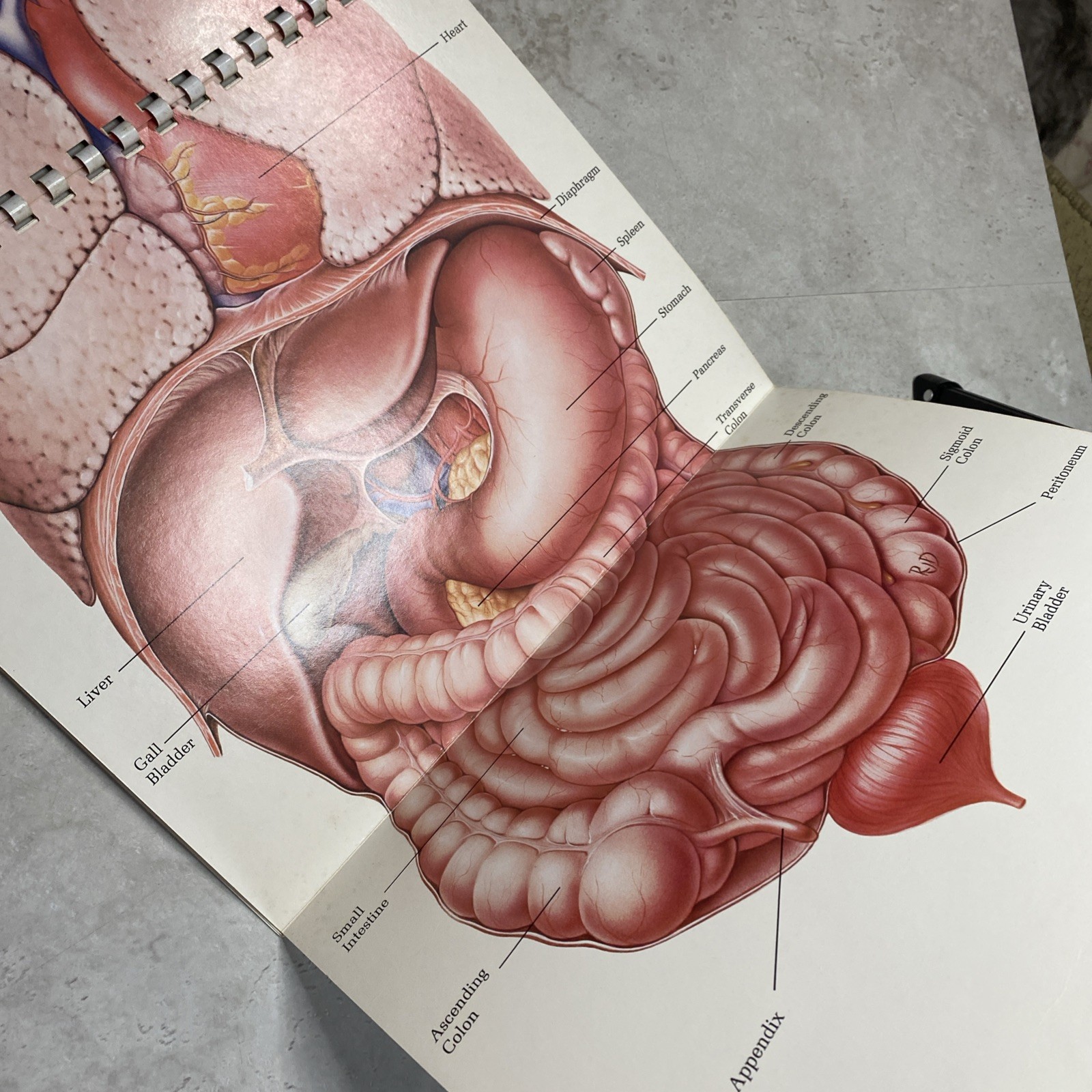 1975 Eli Lilly Pharmaceutical Medical Illustrations Of Surgical Anatomy Macabre