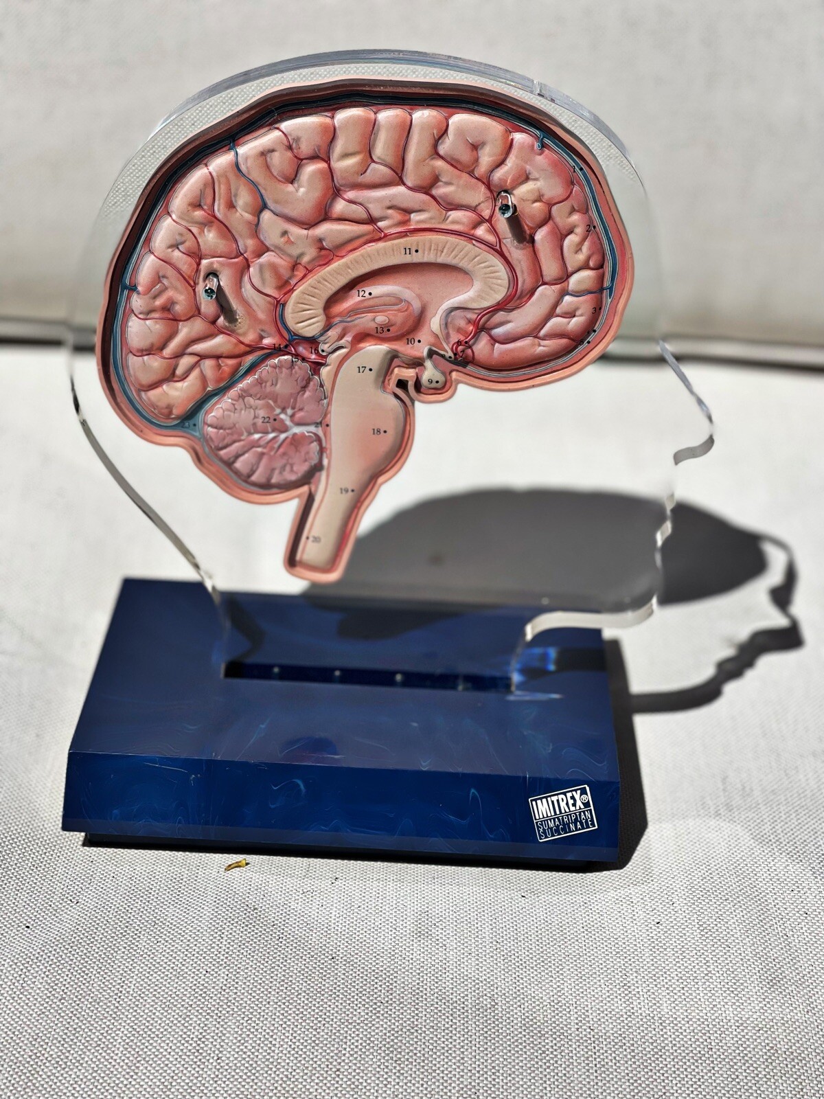 Imitrex 3D 9″ Neuroanatomy Model w Legend Brain Anatomy Medical Advertising