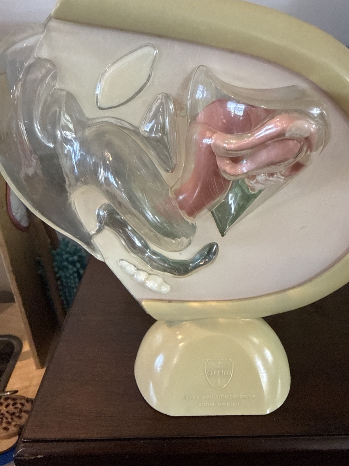 VINTAGE ORTHO PHARMACEUTICAL FEMALE REPRODUCTIVE ANATOMY MODEL Excellent Look