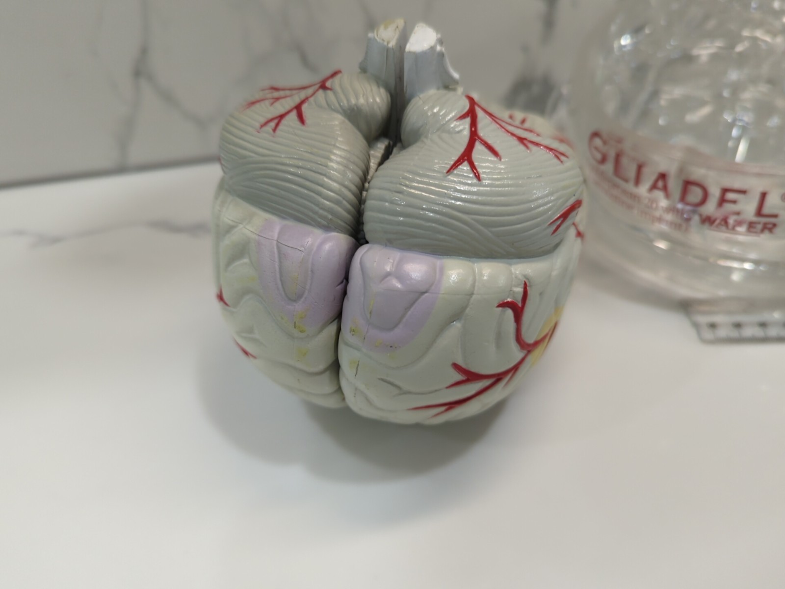 Gliadel Human Brain Anatomy Model w/ Clear Skull PharmaDesign Medical Display