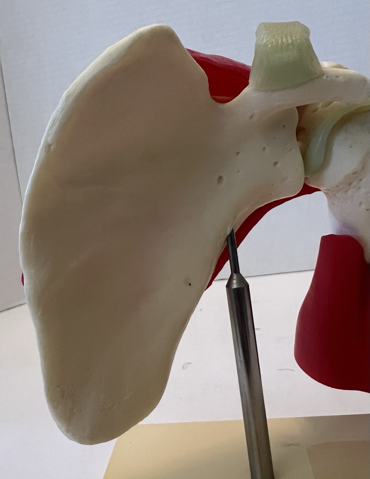Vintage Voltaren Shoulder Model Pharma Promo Medical Anatomy Art