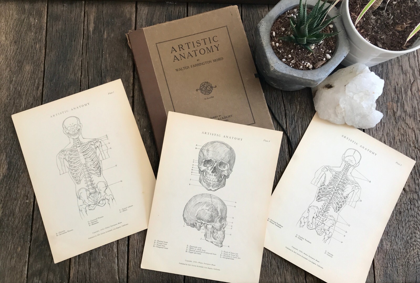 1930 Anatomical drawing Set Of 50 “Plates” From The Art Guild Academy Of LA