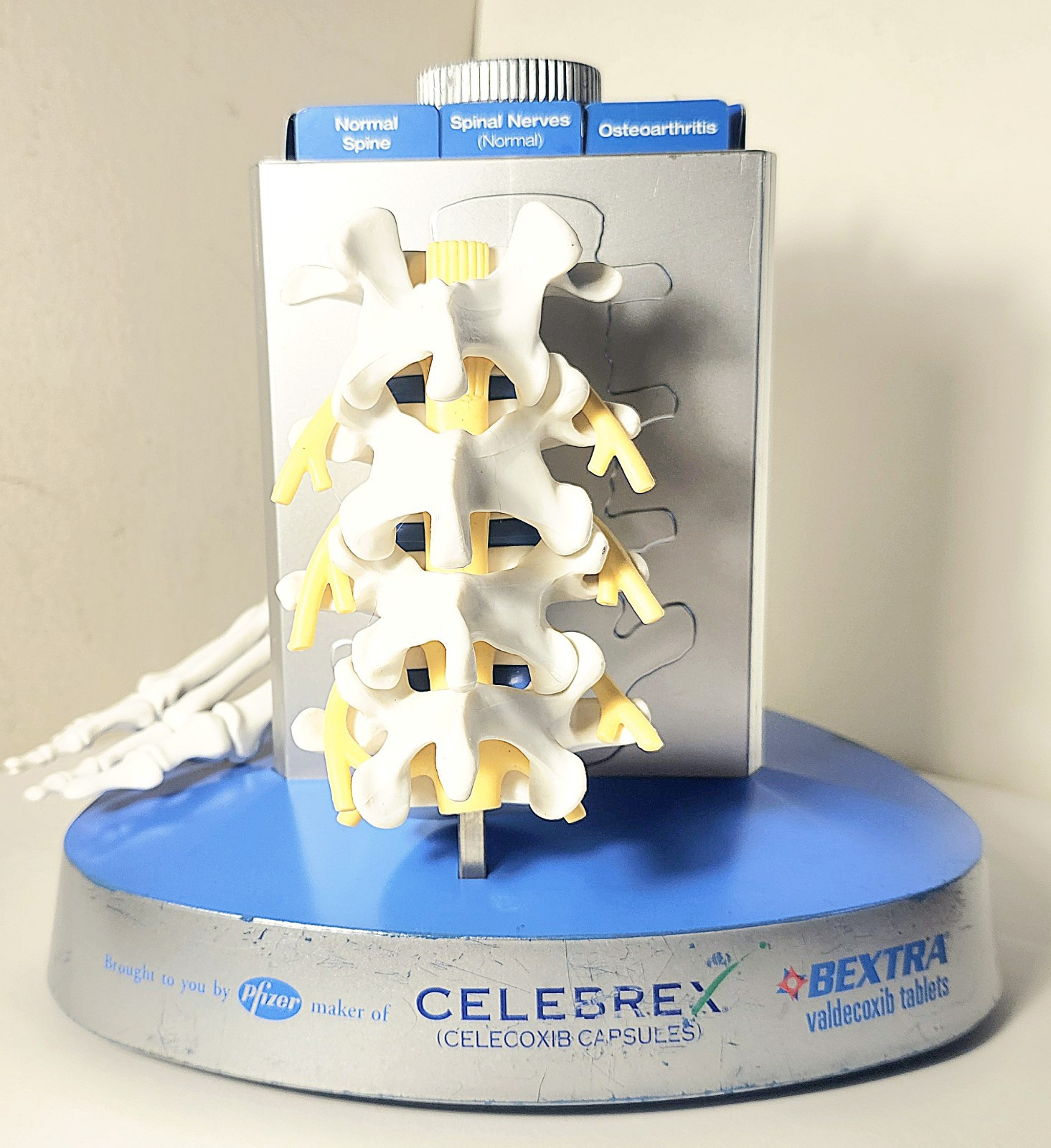 “Anatomical Arthritis Model” Of a Hand, Foot, & Spine ~Pfizer~ Celebrex/Bextra