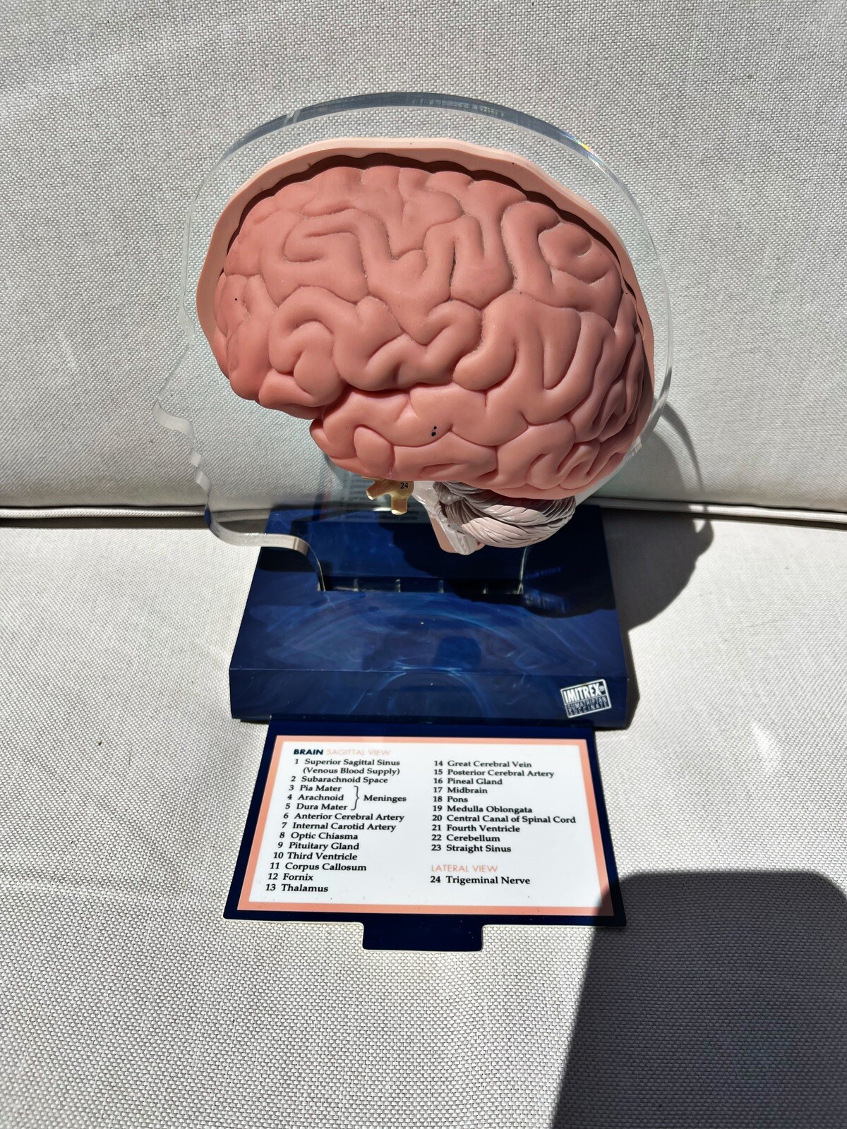 Imitrex 3D 9″ Neuroanatomy Model w Legend Brain Anatomy Medical Advertising