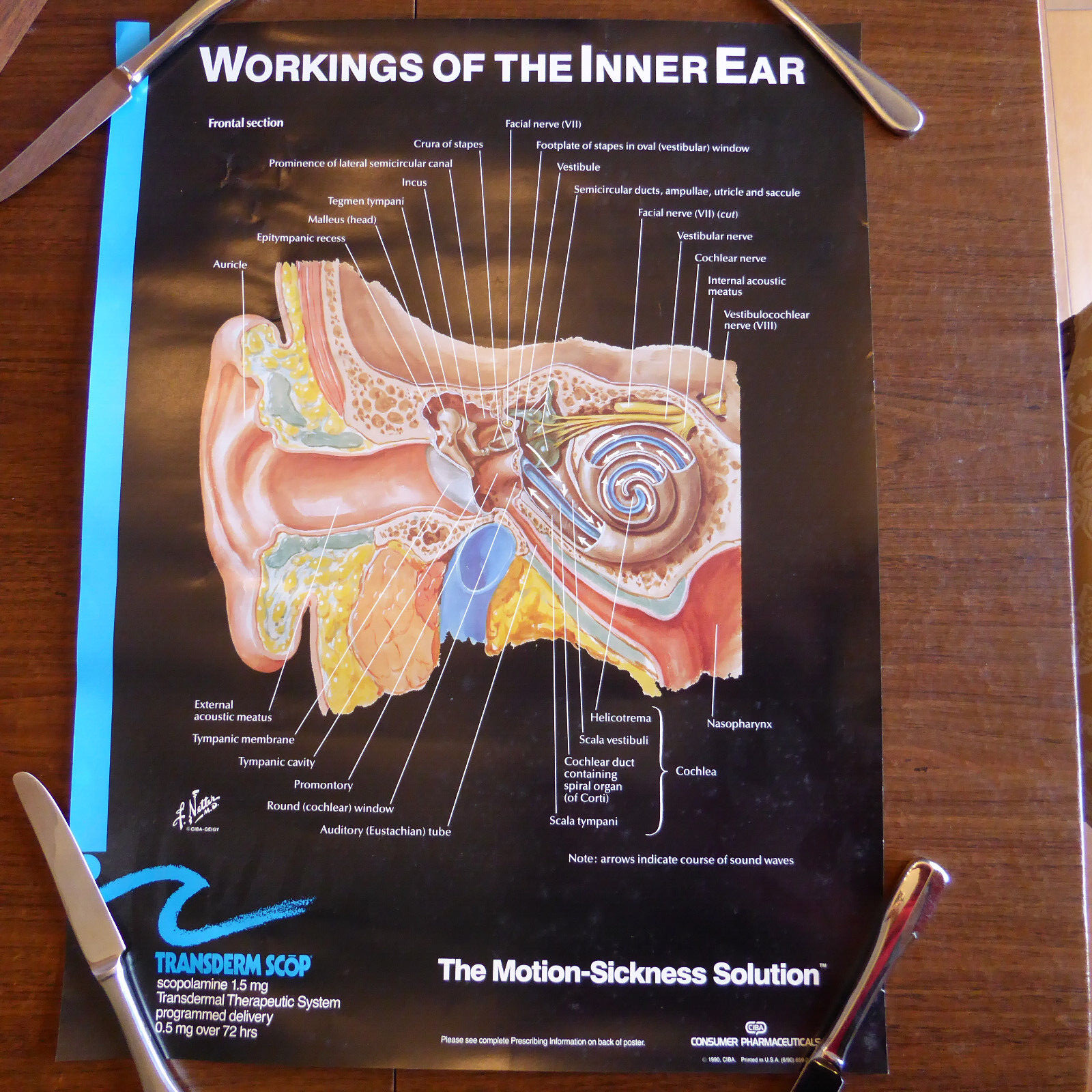 Pharm Ad CIBA Pharmaceutical Drug Ear Anatomy Advertising Medical Display Poster
