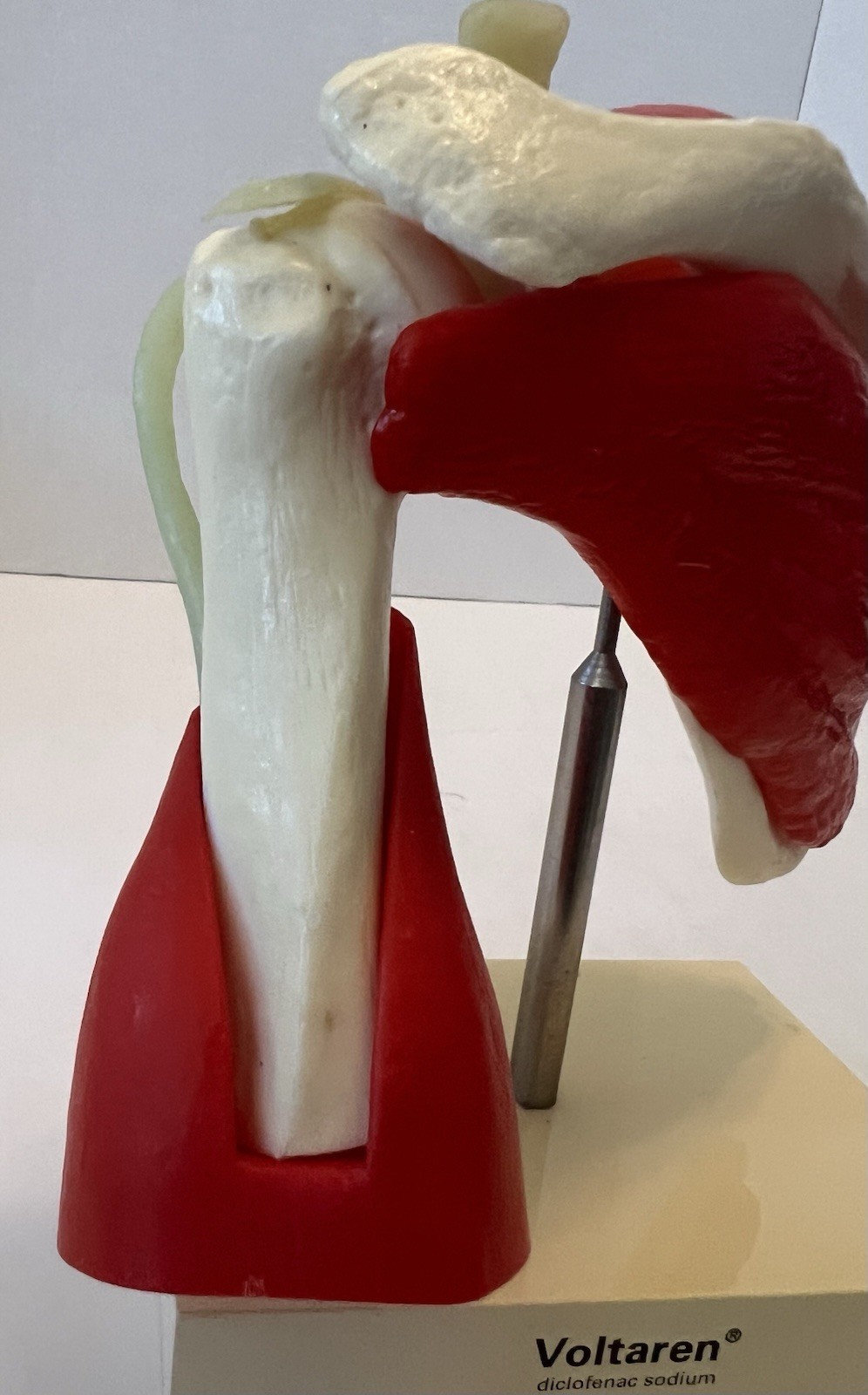 Vintage Voltaren Shoulder Model Pharma Promo Medical Anatomy Art