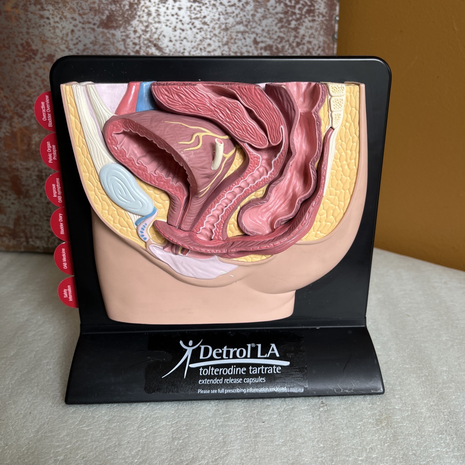 Vintage Viagra Detrol LA s Anatomy Model Pfizer Informational Pull Out Cards