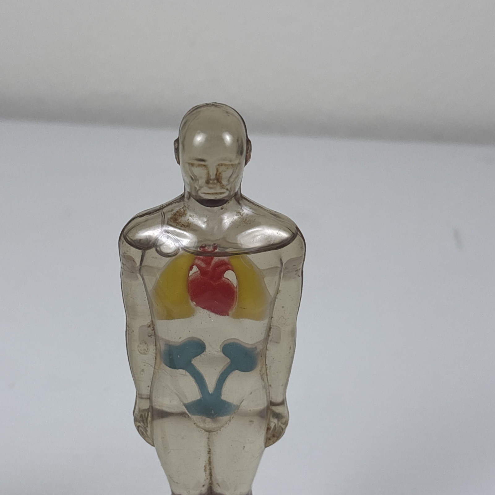 Vintage Diuril Hydro Male Medical Anatomy, 6.5″ Female Waist Measurement Rep