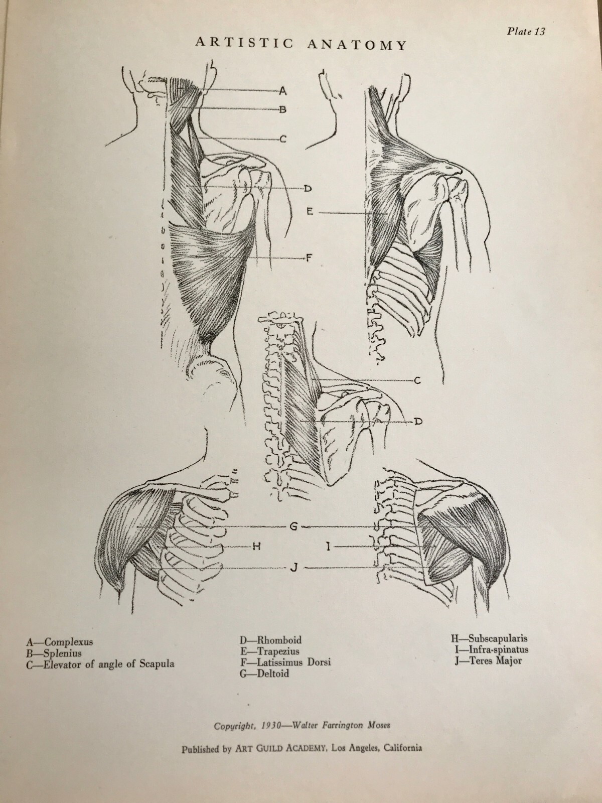 1930 Anatomical drawing Set Of 50 “Plates” From The Art Guild Academy Of LA