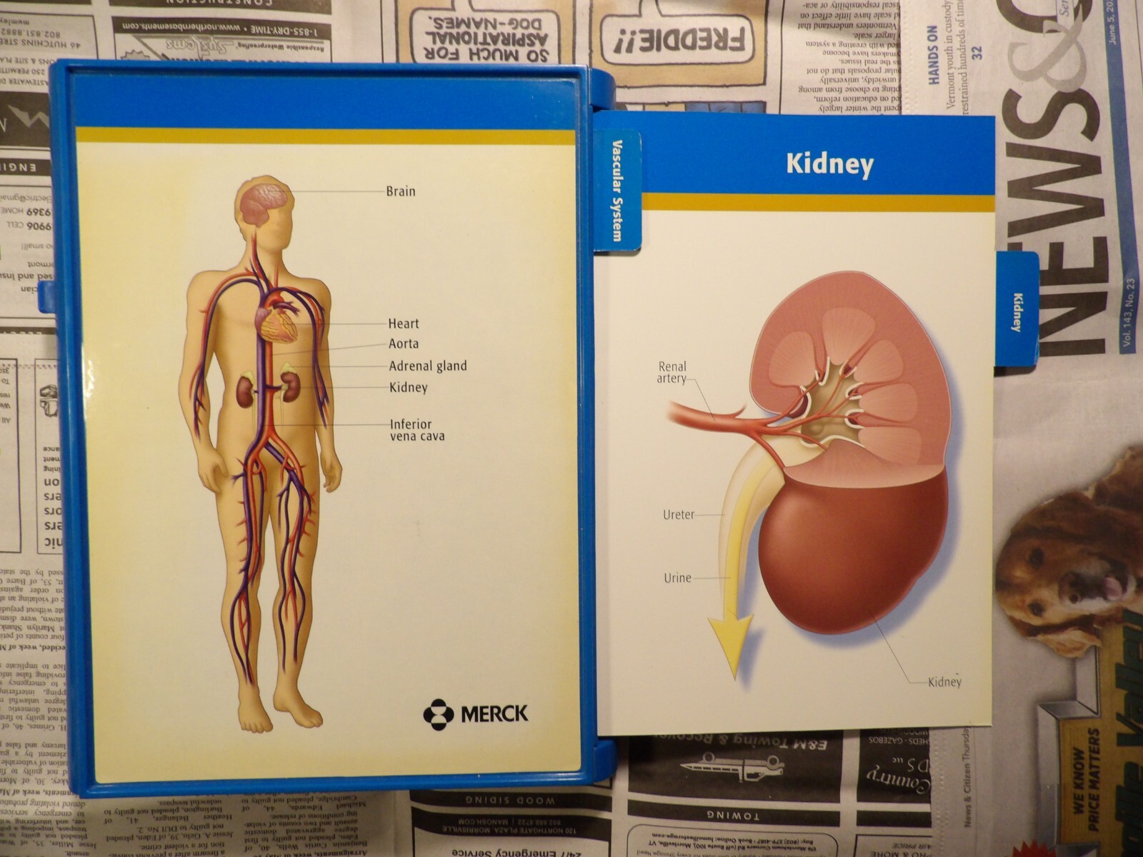 2004 Merck Cozaar Display