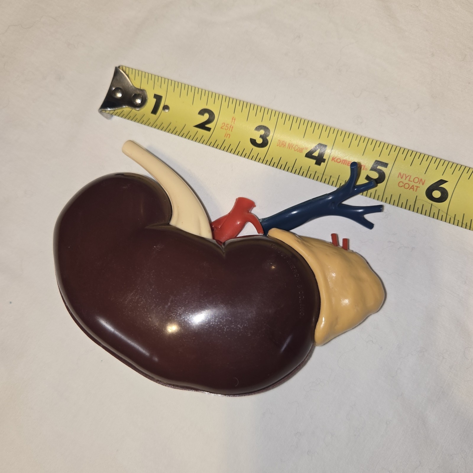 Vintage 1961 Merck & Co Pharmaceuticals Plastic Model Human Kidney Organ 5″