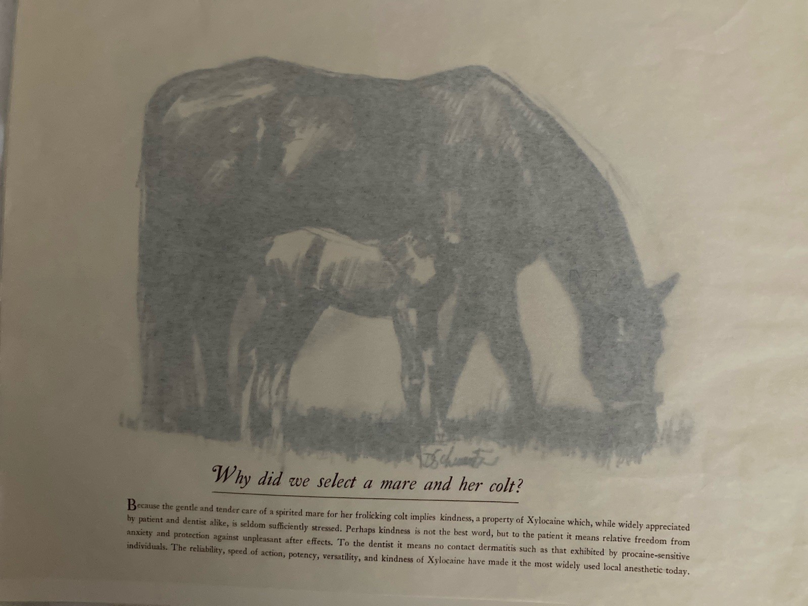 Astra Pharmaceutical 10th Anniversary Animal Prints Xylocaine D. Schwartz 1950s