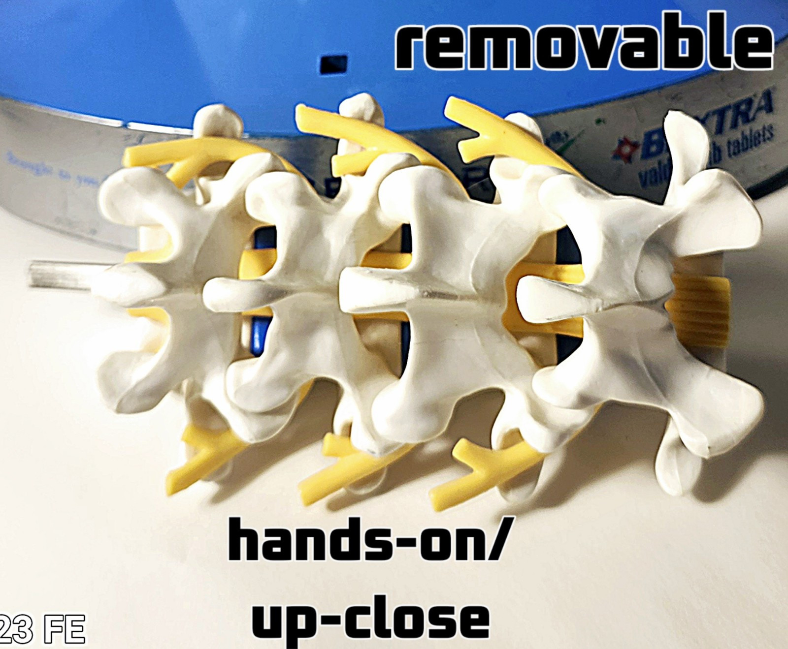“Anatomical Arthritis Model” Of a Hand, Foot, & Spine ~Pfizer~ Celebrex/Bextra