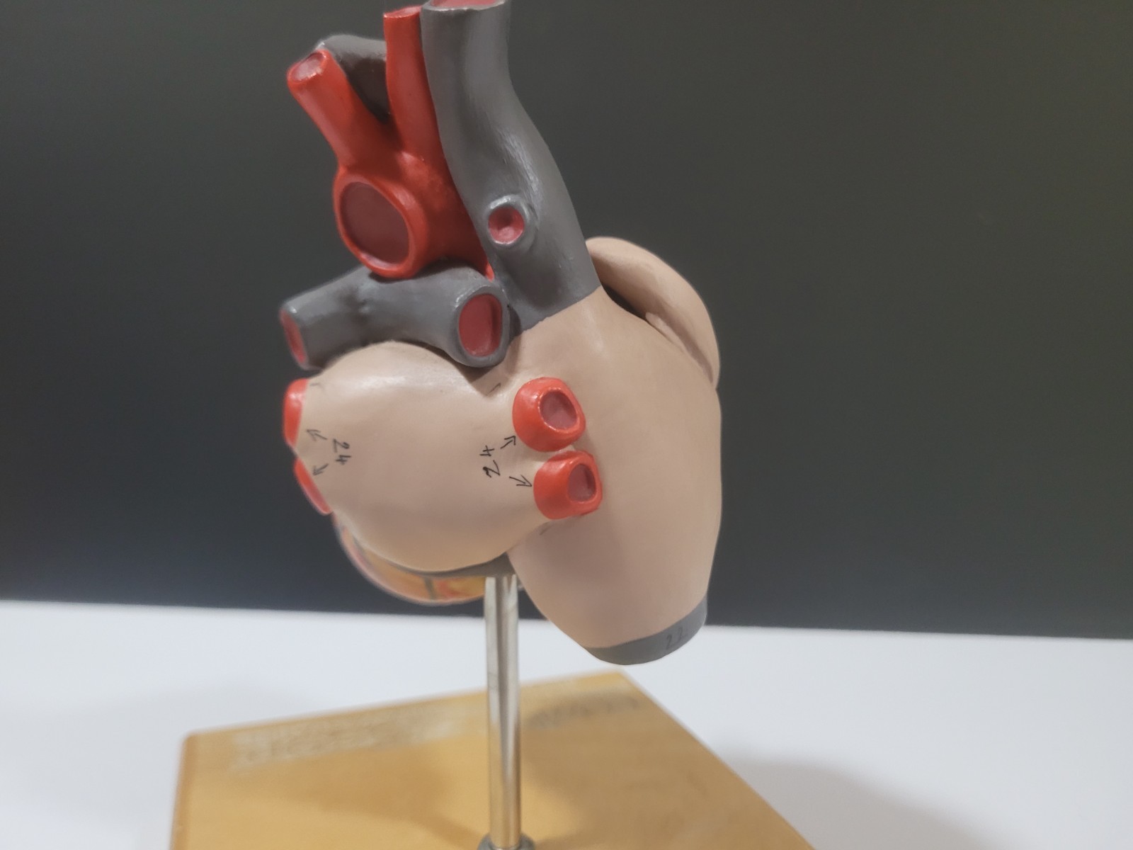 COZAAR ZOCOR Heart Display Model Cardiology Anatomically Labeled Heart