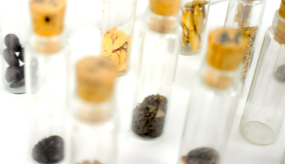 Lot of Vintage Glass Vials w/ Organic Seeds