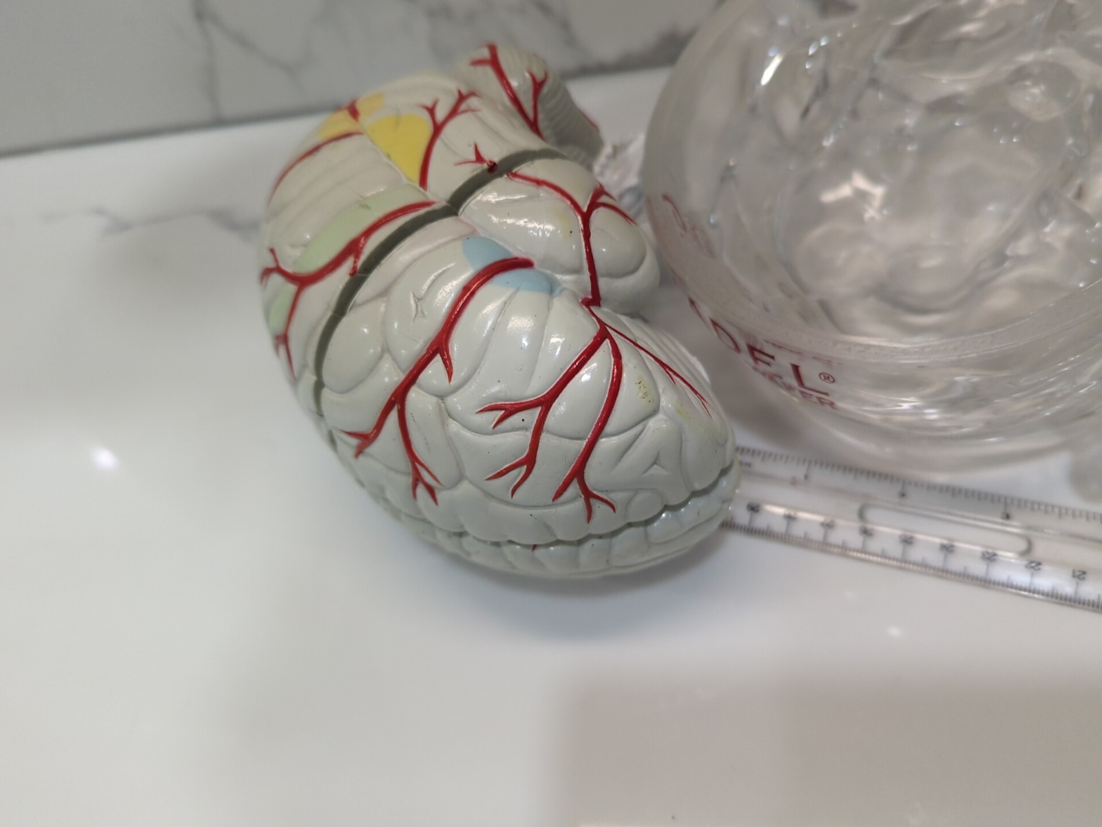 Gliadel Human Brain Anatomy Model w/ Clear Skull PharmaDesign Medical Display