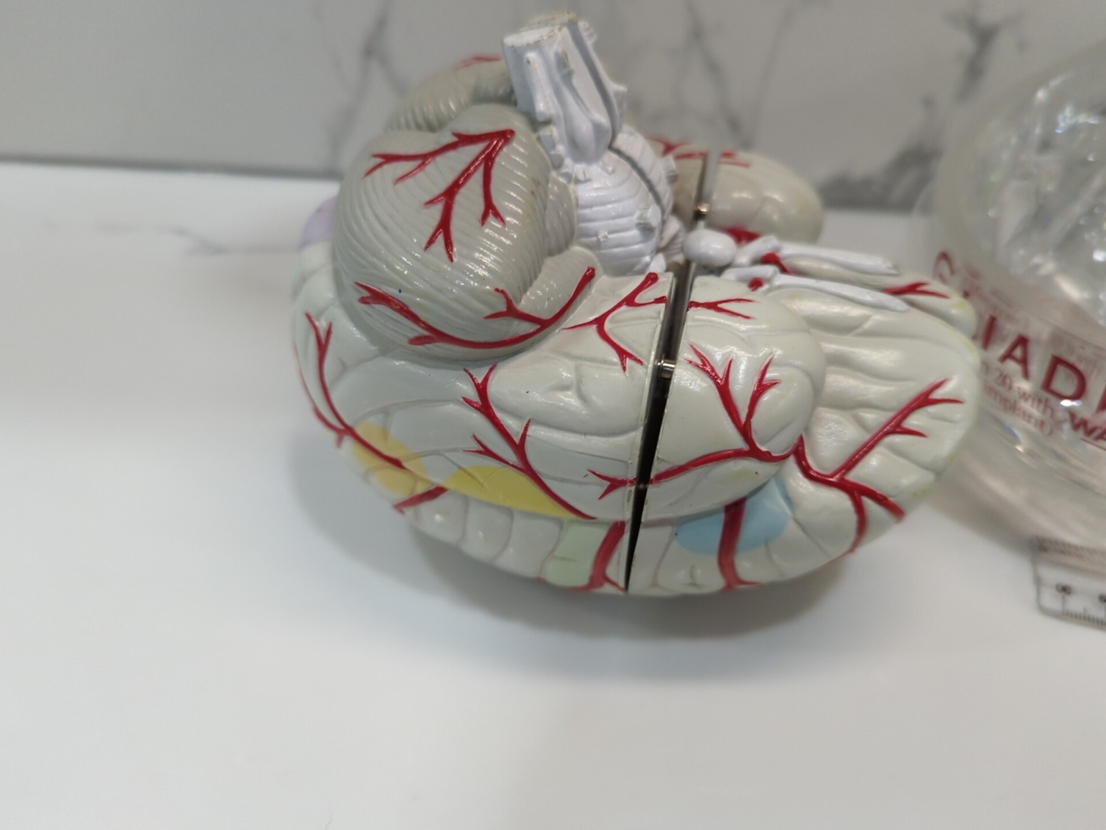 Gliadel Human Brain Anatomy Model w/ Clear Skull PharmaDesign Medical Display