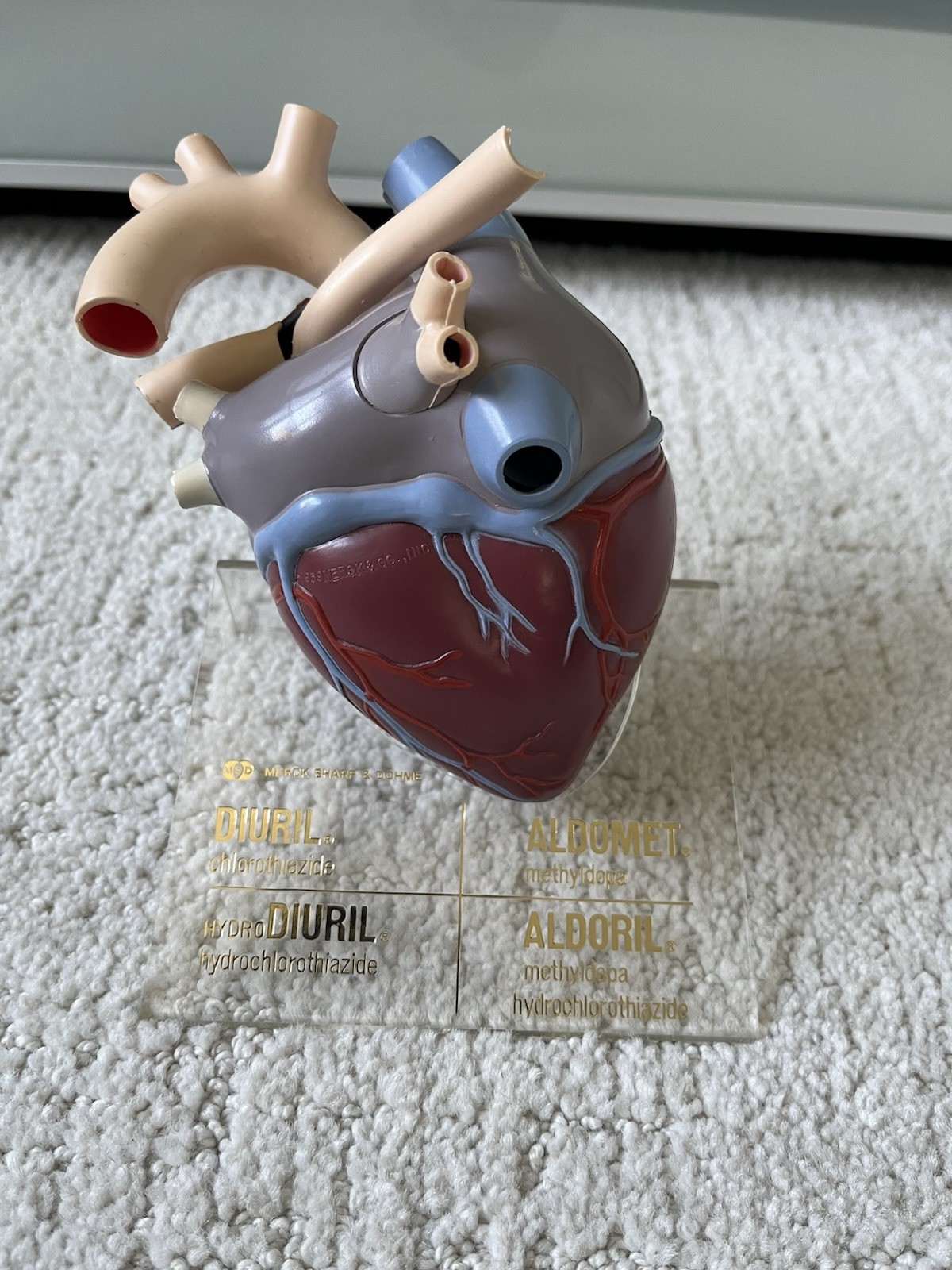 Vintage Merck Sharp Dohme Anatomical Heart Model Diuril Aldomet Drug Rep