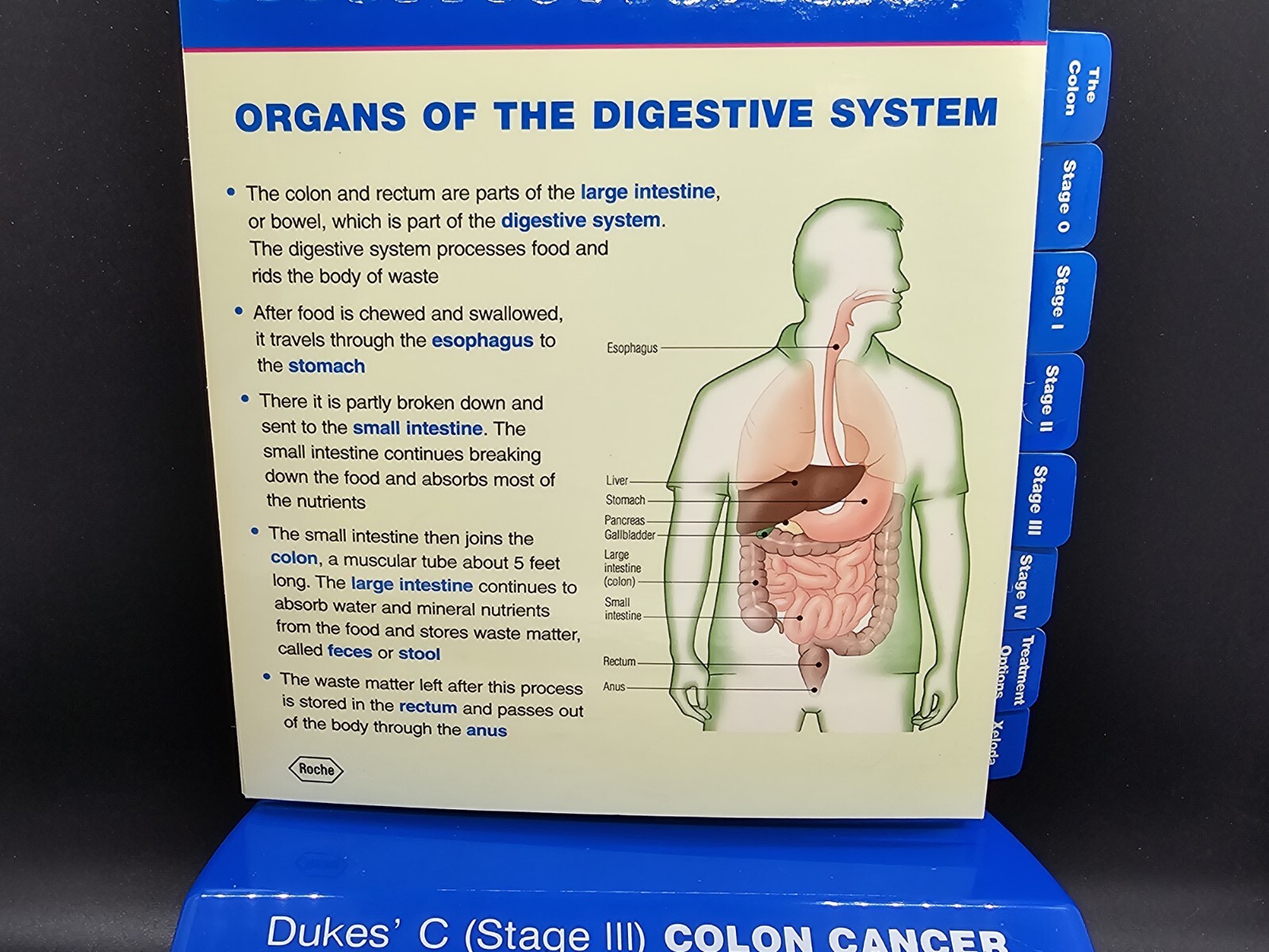 NIB Roche Pharmaceutical Xeloda Colon Cancer Anatomical Model & Chart Display