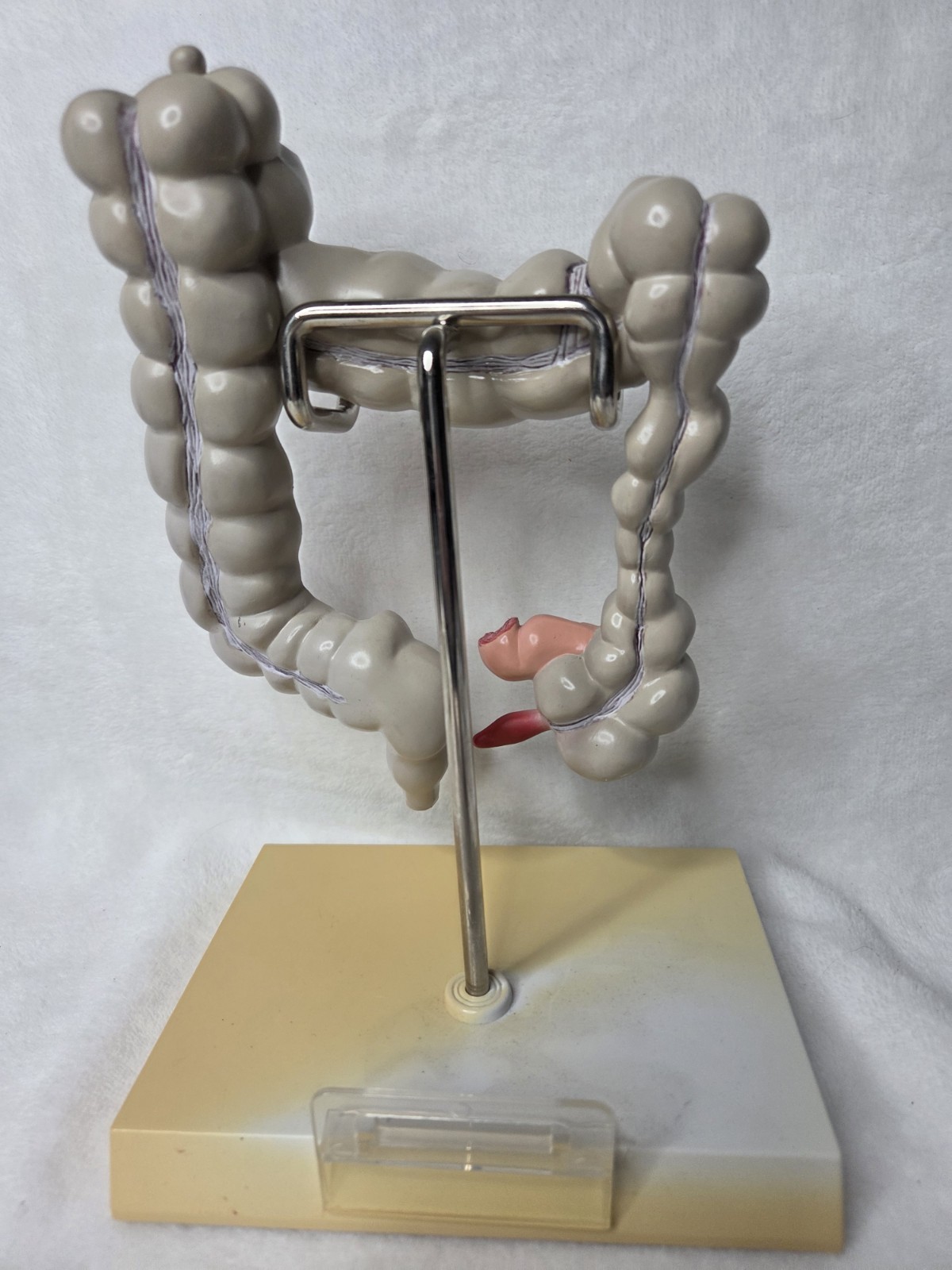 Colon Display GPI Anatomicals 2001