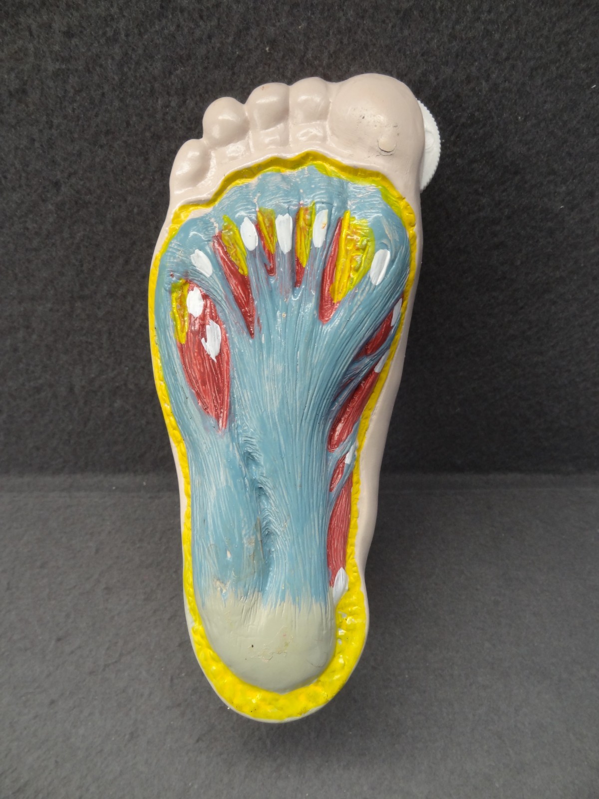 Janssen Sporanox Capsule Foot Display Model Prop Doctor Office Advertisement EUC