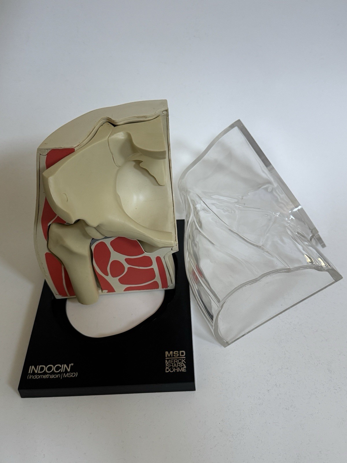 Merck MSD Advertising Model Hip Joint 1973 Anatomical Display Salesman