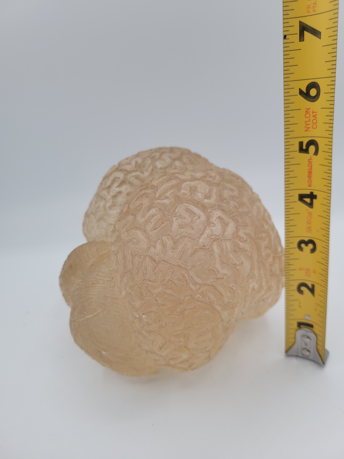 Vintage Lucite Acrylic Brain Cerebellum Model Medical Pharmaceutical Science