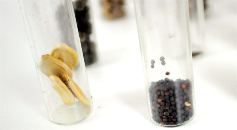 Lot of Vintage Glass Vials w/ Organic Seeds