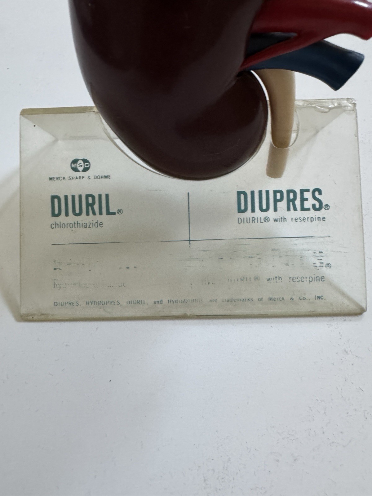 Vintage Merck Sharp & Dohme Models Kidney & Artery (DIURIL)