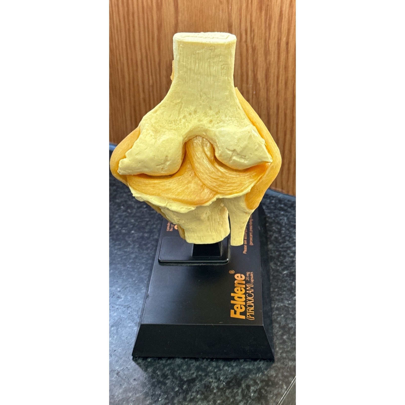 Vtg Feldene Piroxicam Knee Anatomical Pharmaceutical Model 1970’s Base 8″