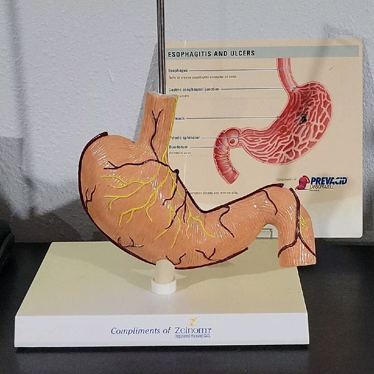 Vtg Prevacid & Zelnorm Doctor Pharmaceutical Display Esophagitis & Ulcers
