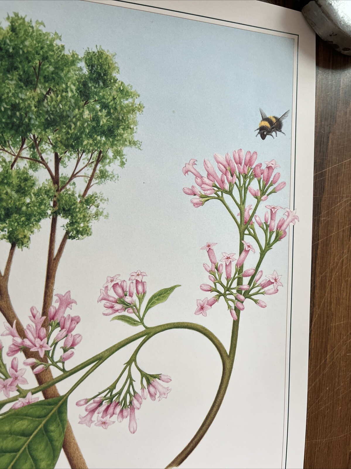 Vintage 1991 Cinchona Tree Pharmacy History Pharmacist Poster Afrin Promo Swag