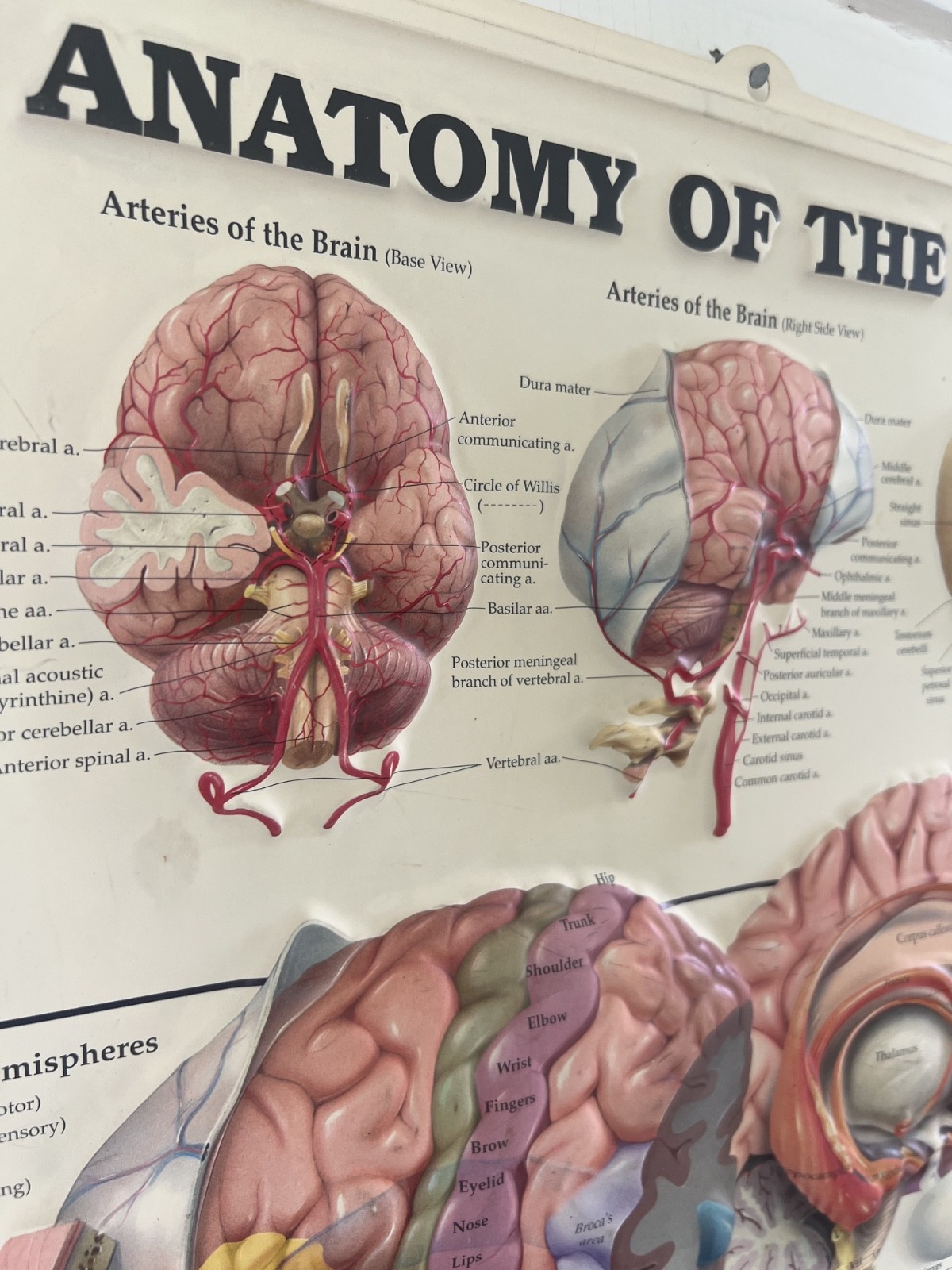 Rare Vintage ADDERALL Shire 3D Anatomy of the Brain Pharmaceutical Medical Chart