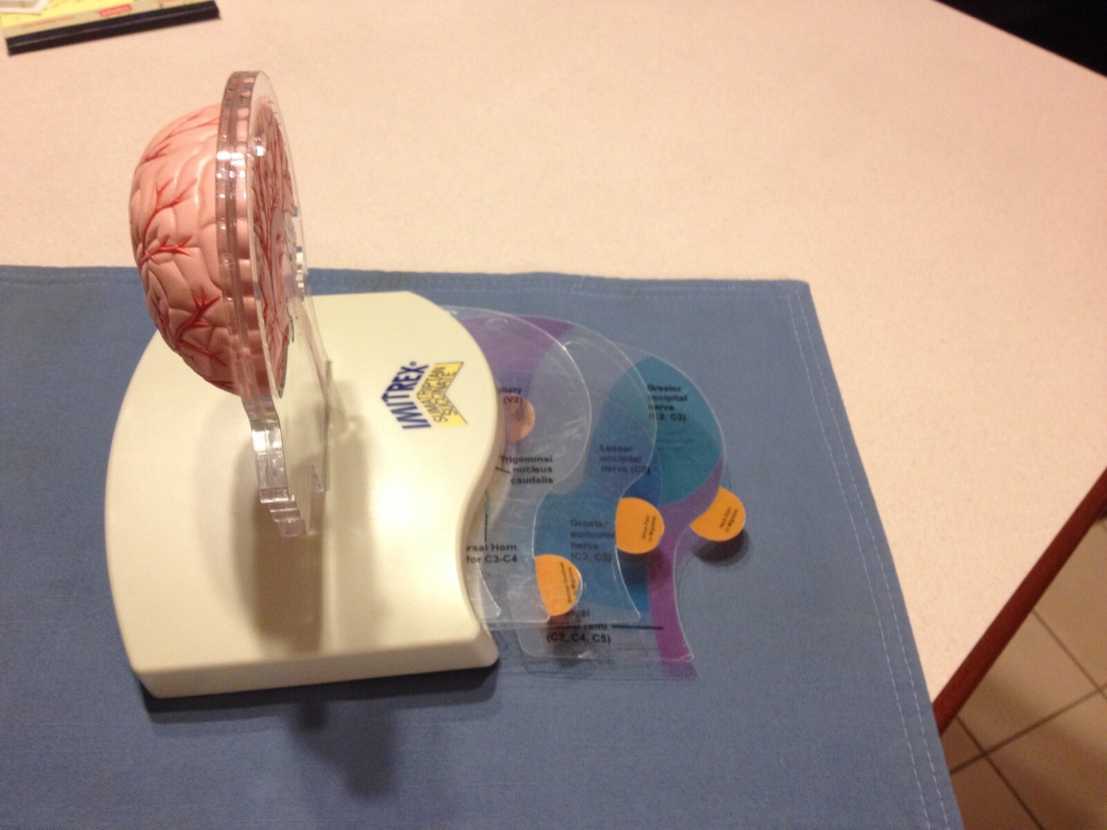 Imitrex Hemi-brain model