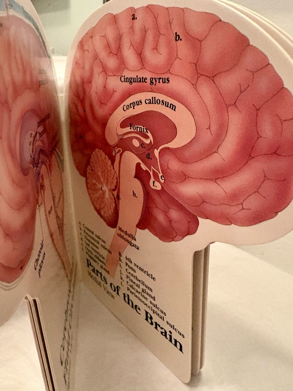 VTG 1990 TEGRETOL “PATIENT GUIDE TO THE HUMAN BRAIN” PHARMA LOGO ADVERTISING