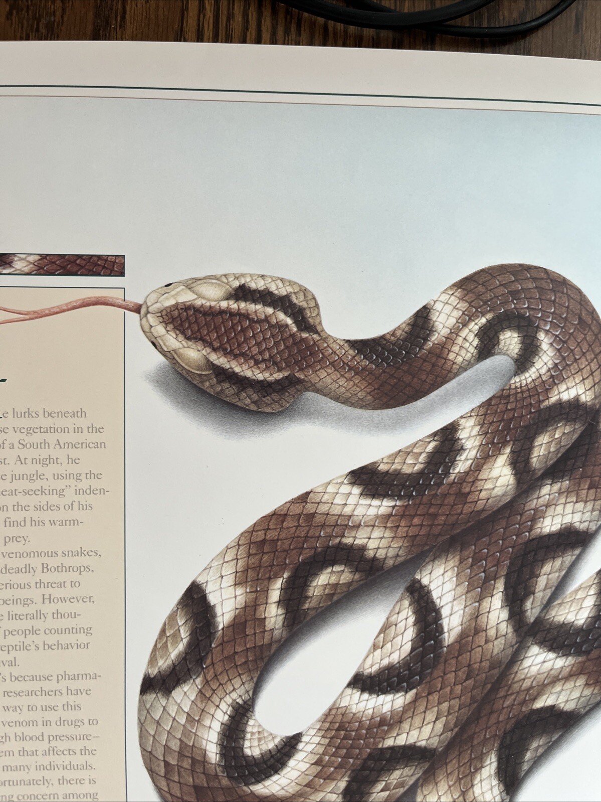 Vintage 1991 Pit Viper Venom Pharmacy History Pharmacist Poster Afrin Promo Swag