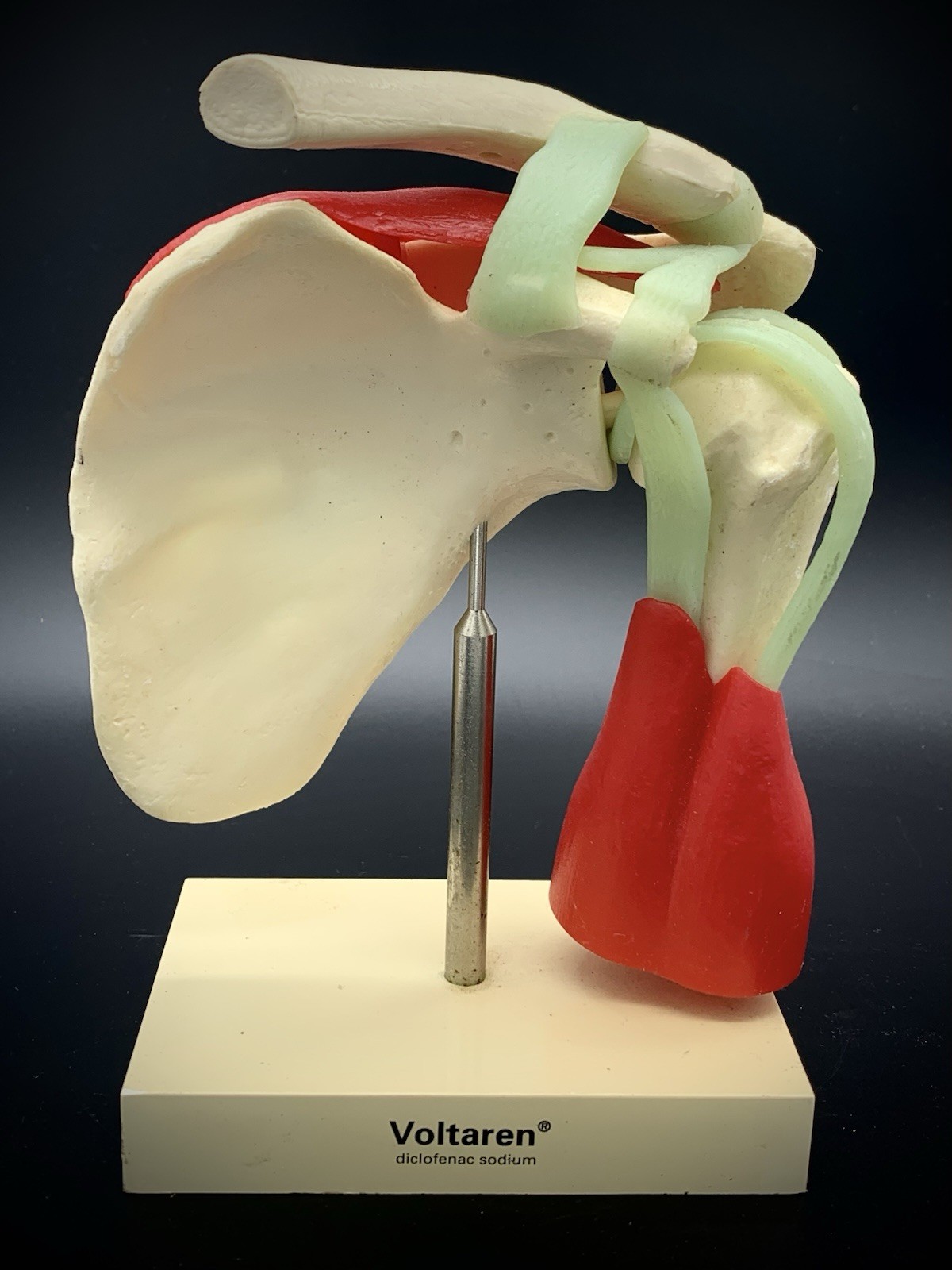 Vintage Voltaren Shoulder Joint Model Anatomical Rotator Cuff Musculature Promo