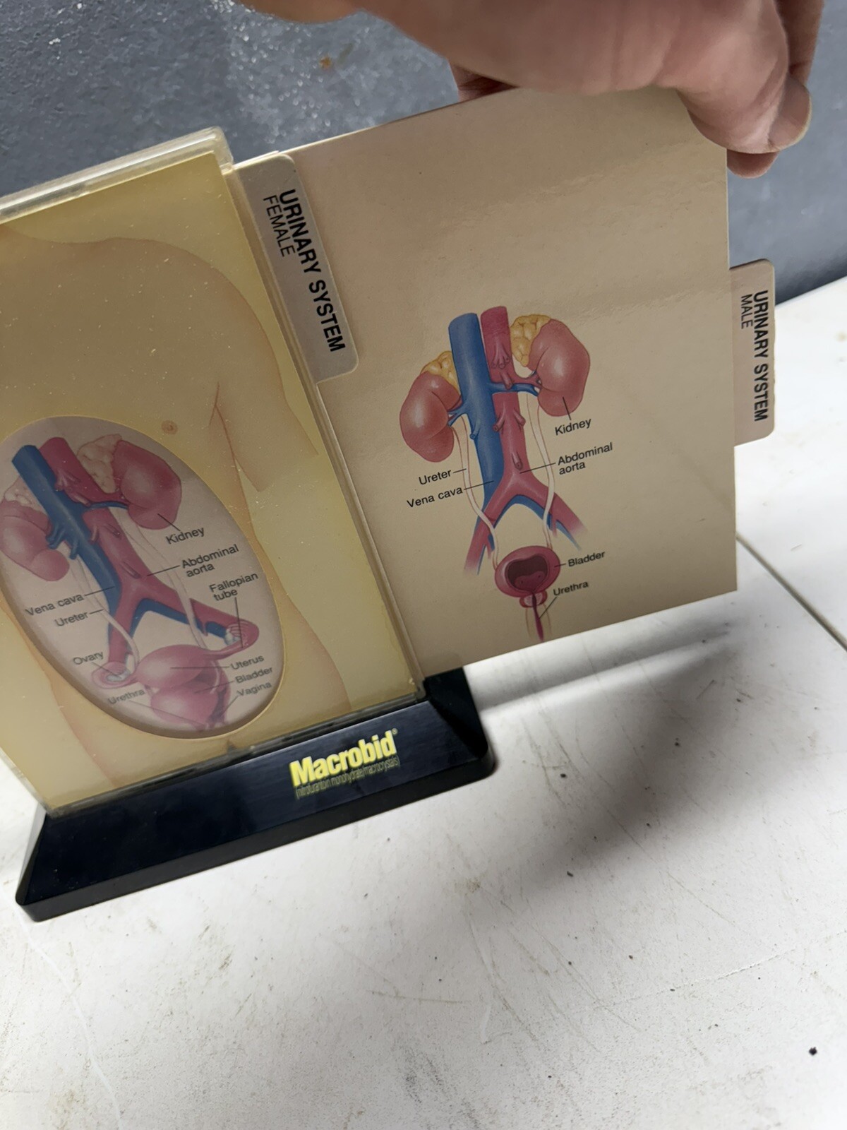macrobid acute cystitis Doctor display