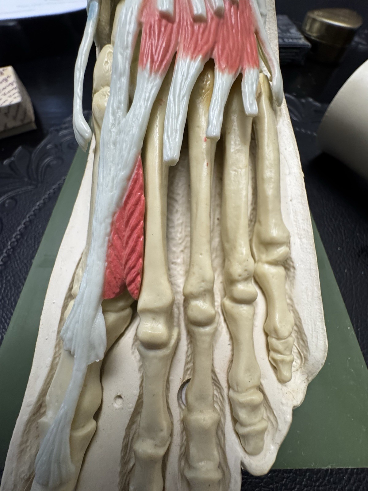 Vintage Merck Benemid/Indocin Advertising Display Foot Anatomical Store Model
