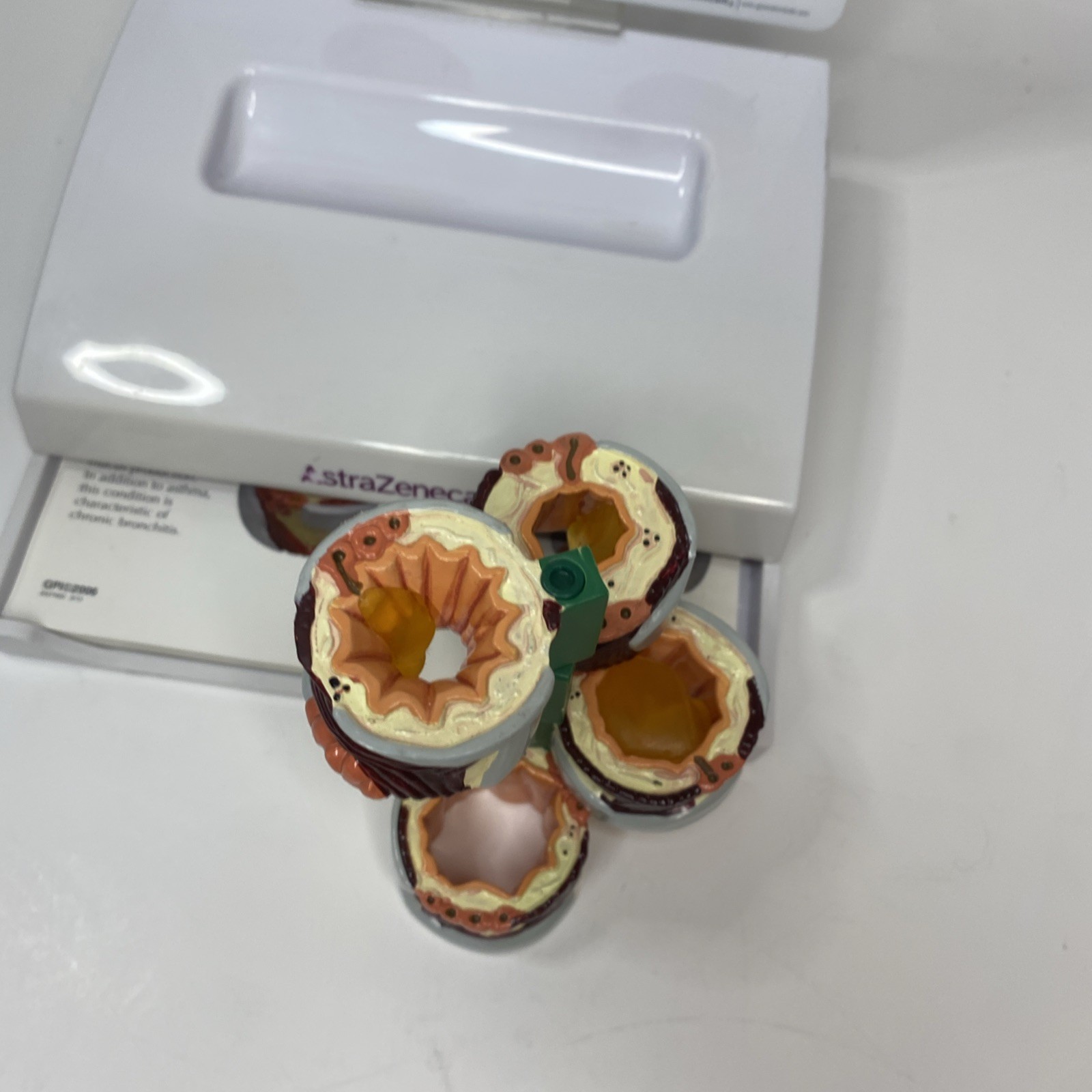 AstraZeneca Bronchus Airway Medical Anatomical Model Doctor Office Display