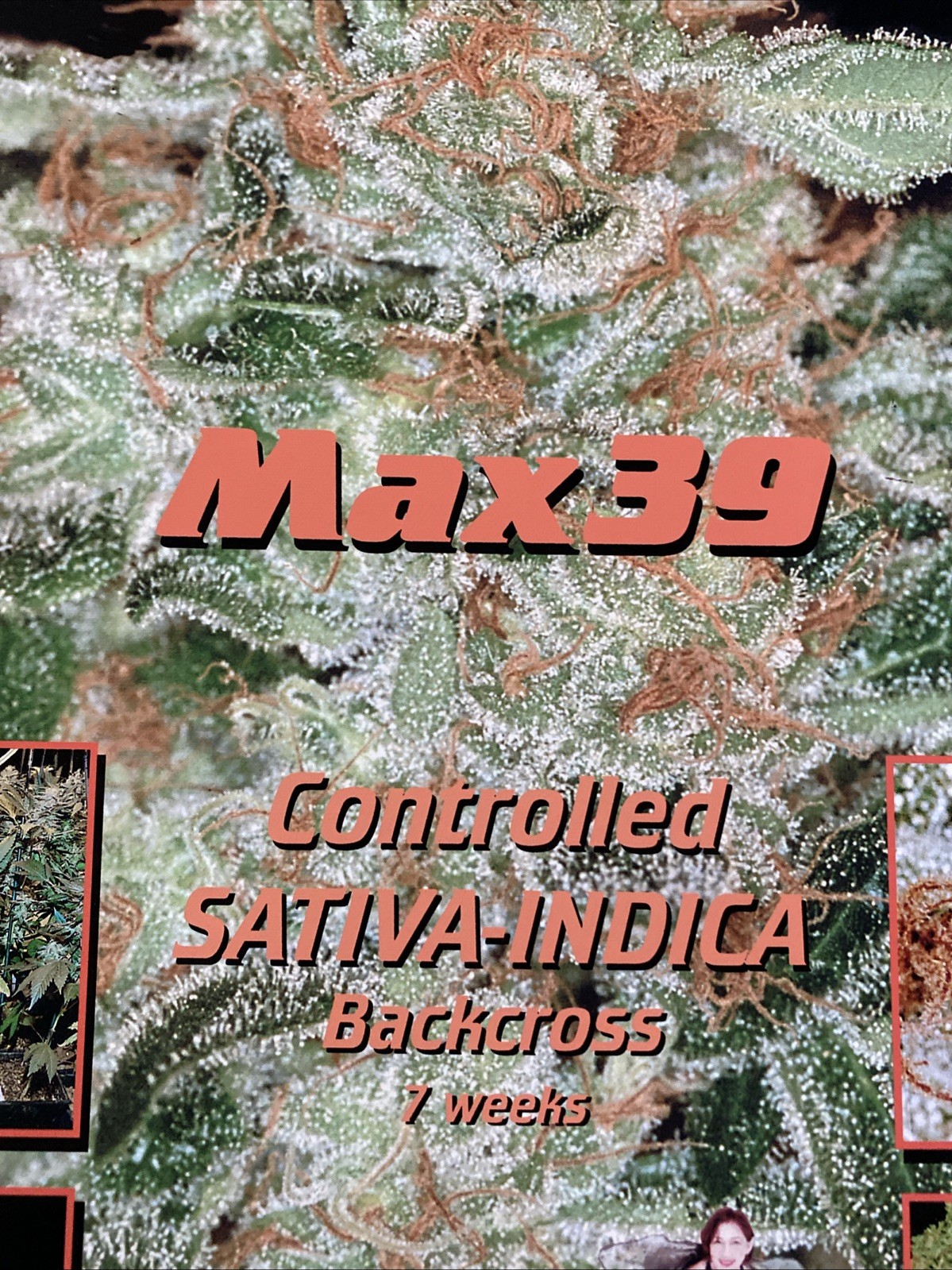 Vintage Medifarm Medical Marijuana Poster Sativa Indica 2002