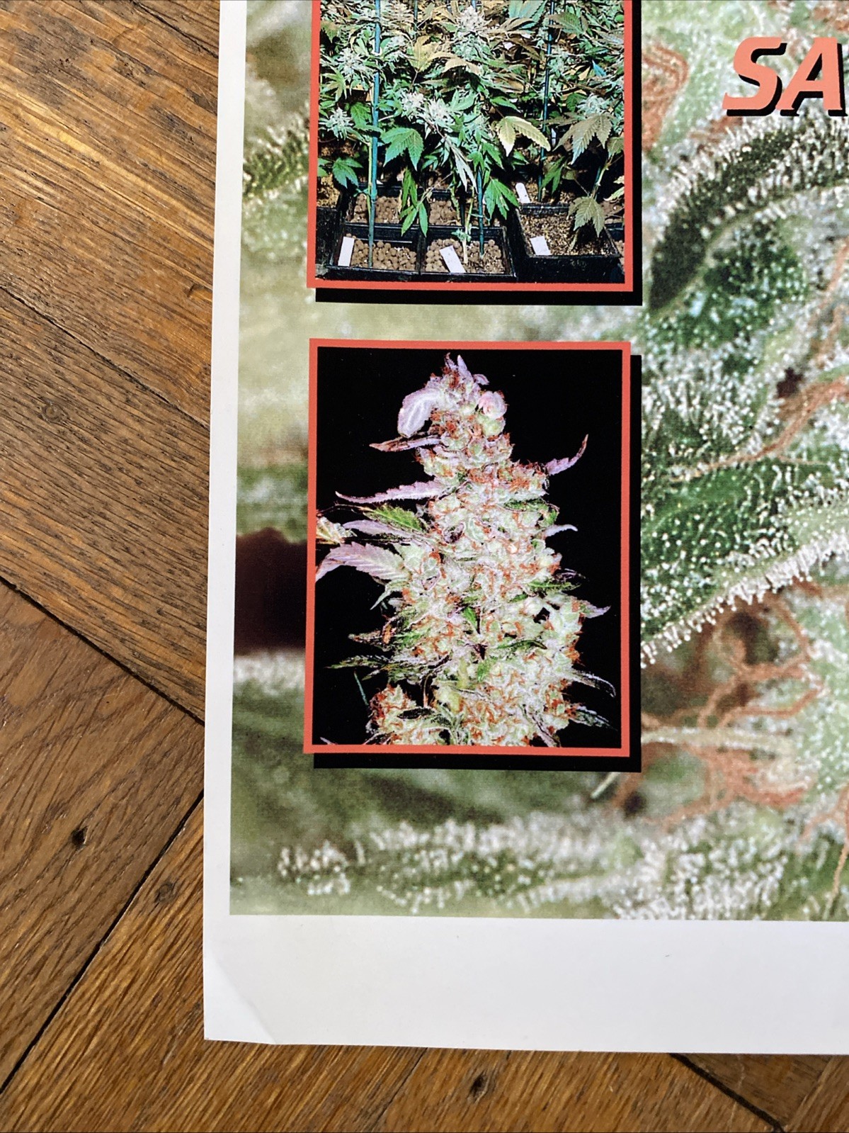Vintage Medifarm Medical Marijuana Poster Sativa Indica 2002