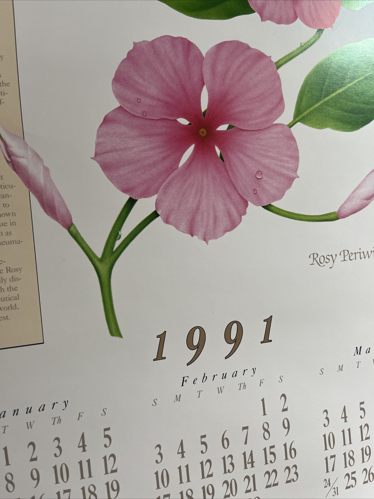 Vintage 1991 Rosy Periwinkle Pharmacy History Pharmacist Poster Afrin Promo